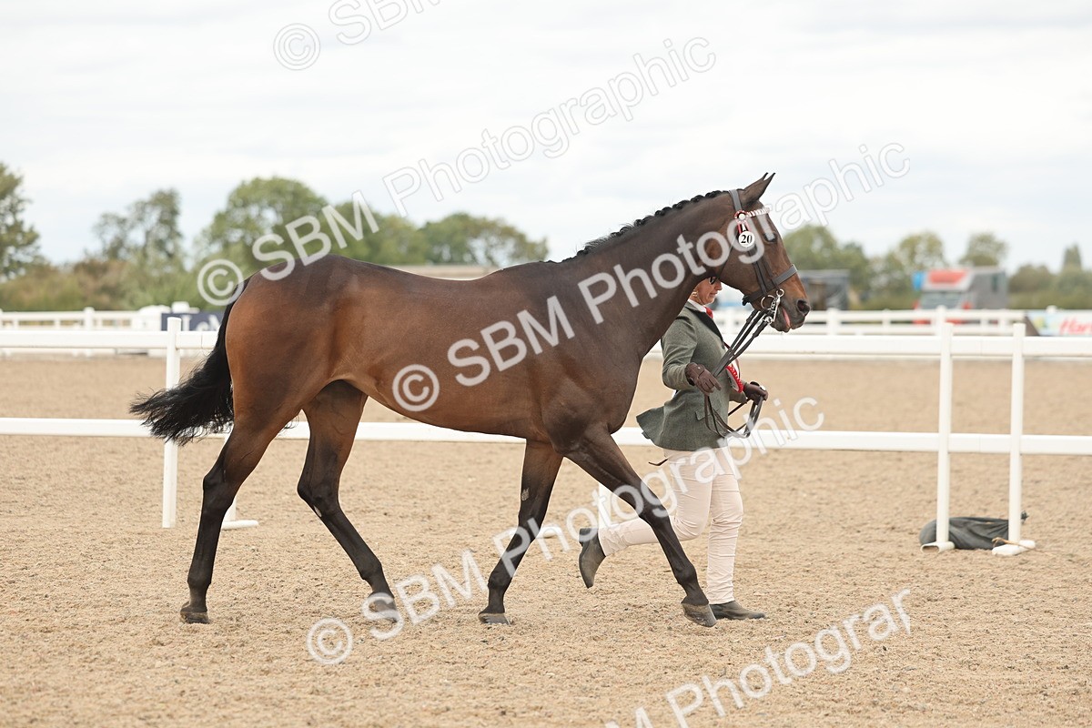 SBM_17168 - Class 313 - IH Retired Racehorse