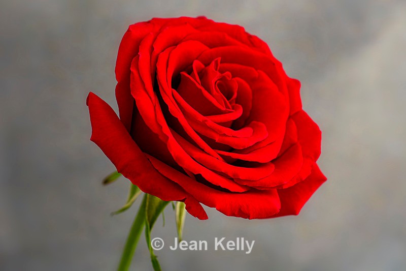 Single Red Rose - DSC_0705 - Red