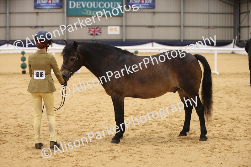 20260913-1116 - Class 110 - Bred In Other In Hand