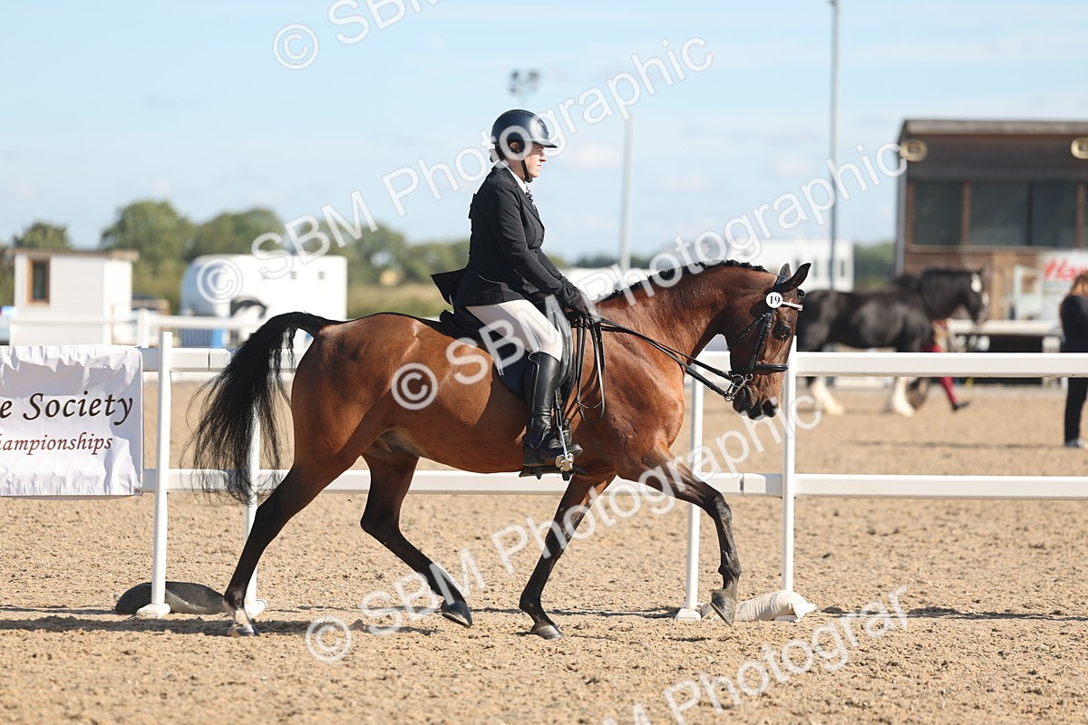 SBM_13005 - Class 305 - Ridden Foreign Breed Pure Bred