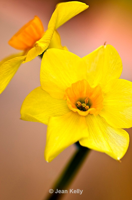 Flower - 6766 - Yellow