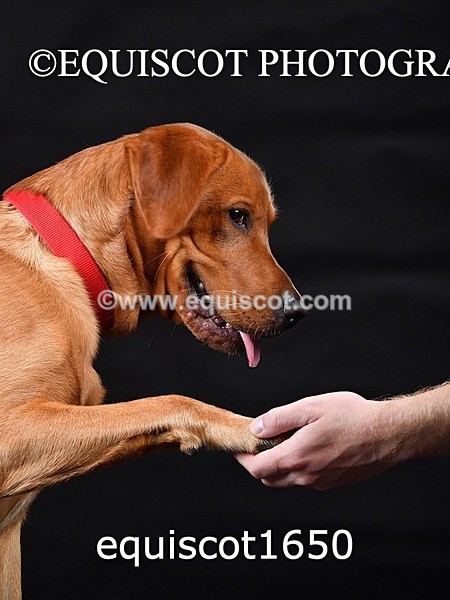 equiscot1650 - PADDY