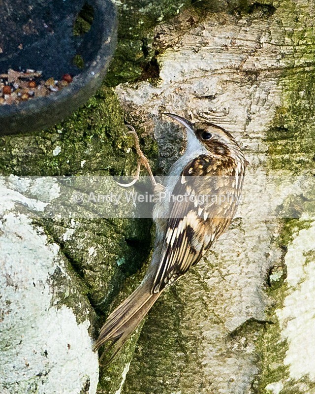 20111120-_MG_7726 - Nuthatch & Treecreepers