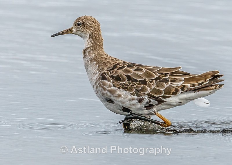 Astland Photography, Bird and Wildlife Images, Susan and Peter Wilson, U.K.
