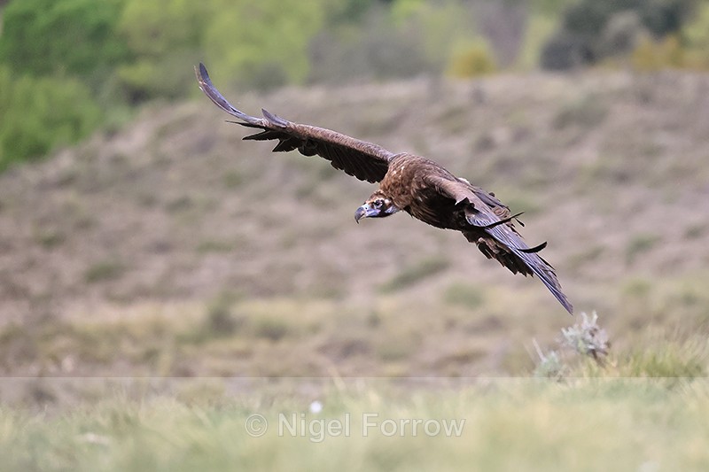 Cinereous Vulture gliding landing approach, Tremp, Spain - Black (Cinereous) Vulture