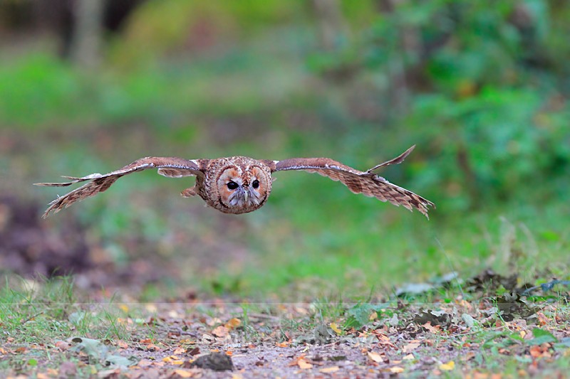 Tawny Owl in flight along a woodland path - Tawny Owl