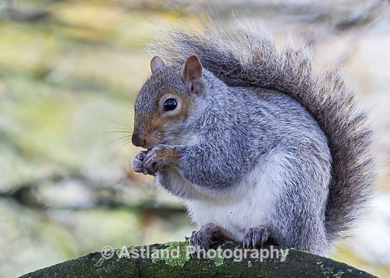 Astland Photography, Bird and Wildlife Images, Susan and Peter Wilson, U.K.