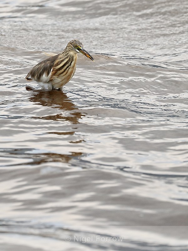 Javan Pond Heron, Lake Beratan, Bali - Javan Pond Heron