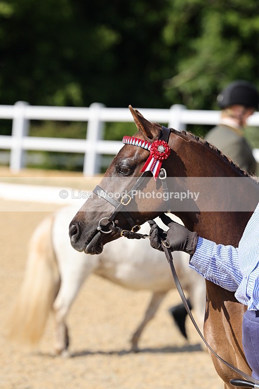 1X9A0701 - Class 3: Youngstock 1, 2, 3 year old not to exceed 153cm