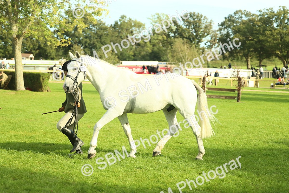 SBM_52122 - S33 - Working Hunter & Working Show Horse