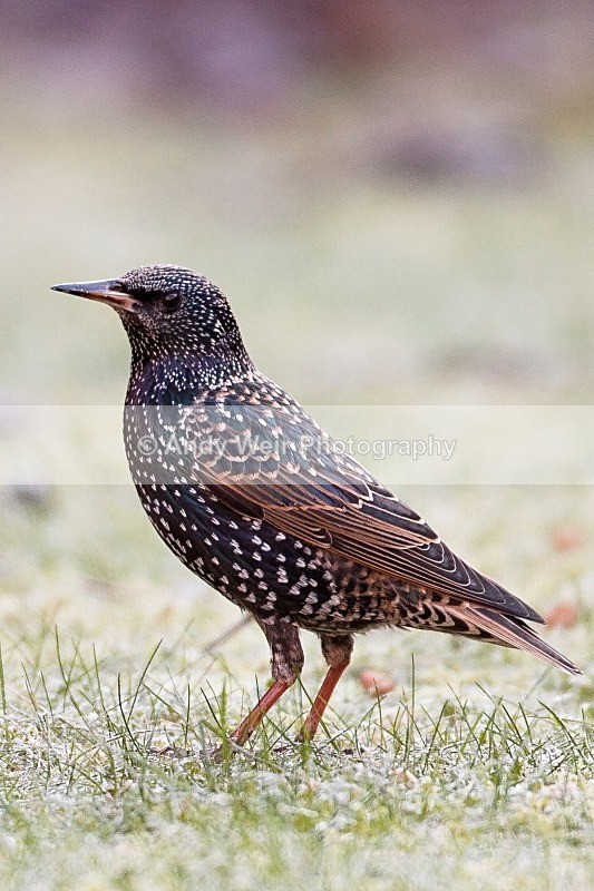 20100103-2010 01 03 013 - Starlings