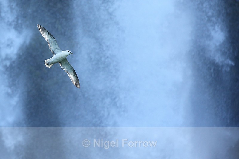 Fulmar flying across Seljalandsfoss, Iceland - Fulmar