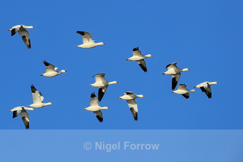 Ross's Geese flying in formation, Bosque del Apache, New Mexico - Ross's Goose
