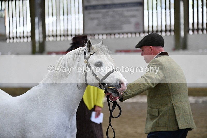 WJ5_5312 - Class 4 In hand M&M - small breeds