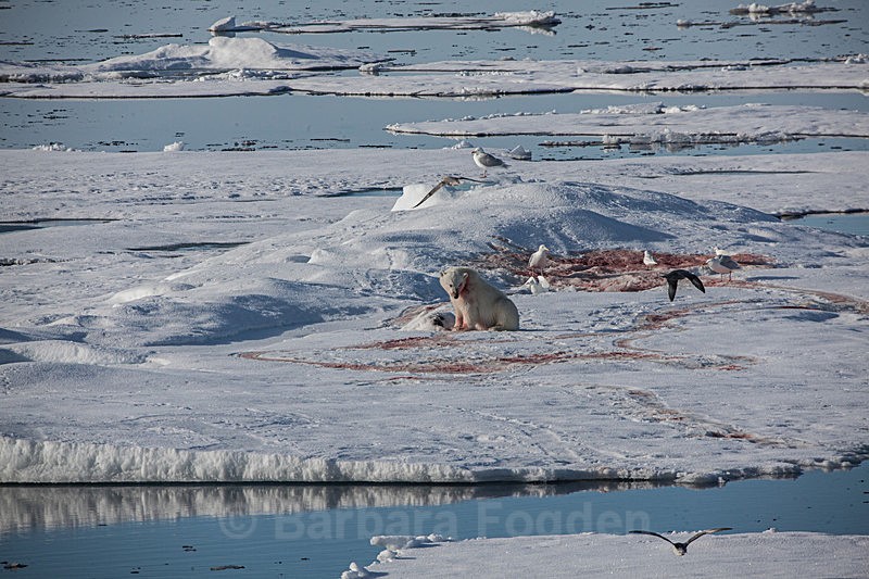 Polar bear  7530 - Trip with MS Expedition August 2016