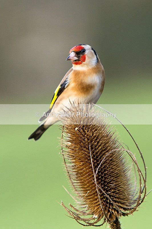 20120218-_MG_9062 - Goldfinch