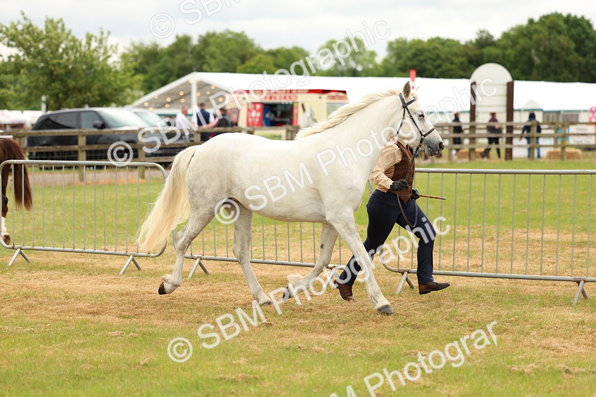 SBM_04163 - Class 64-67 - Shetland Pony In Hand