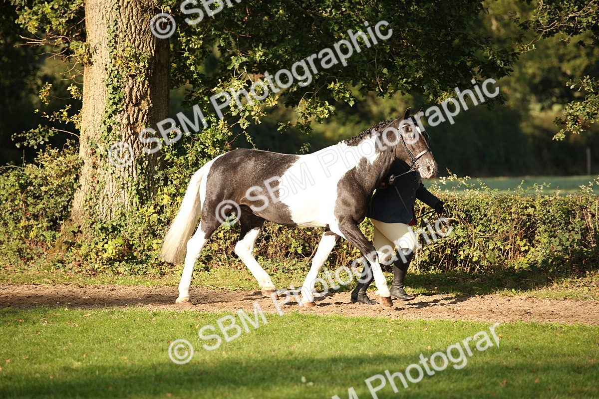 SBM_58676 - S51 - Piebald & Skewbald Horse In Hand