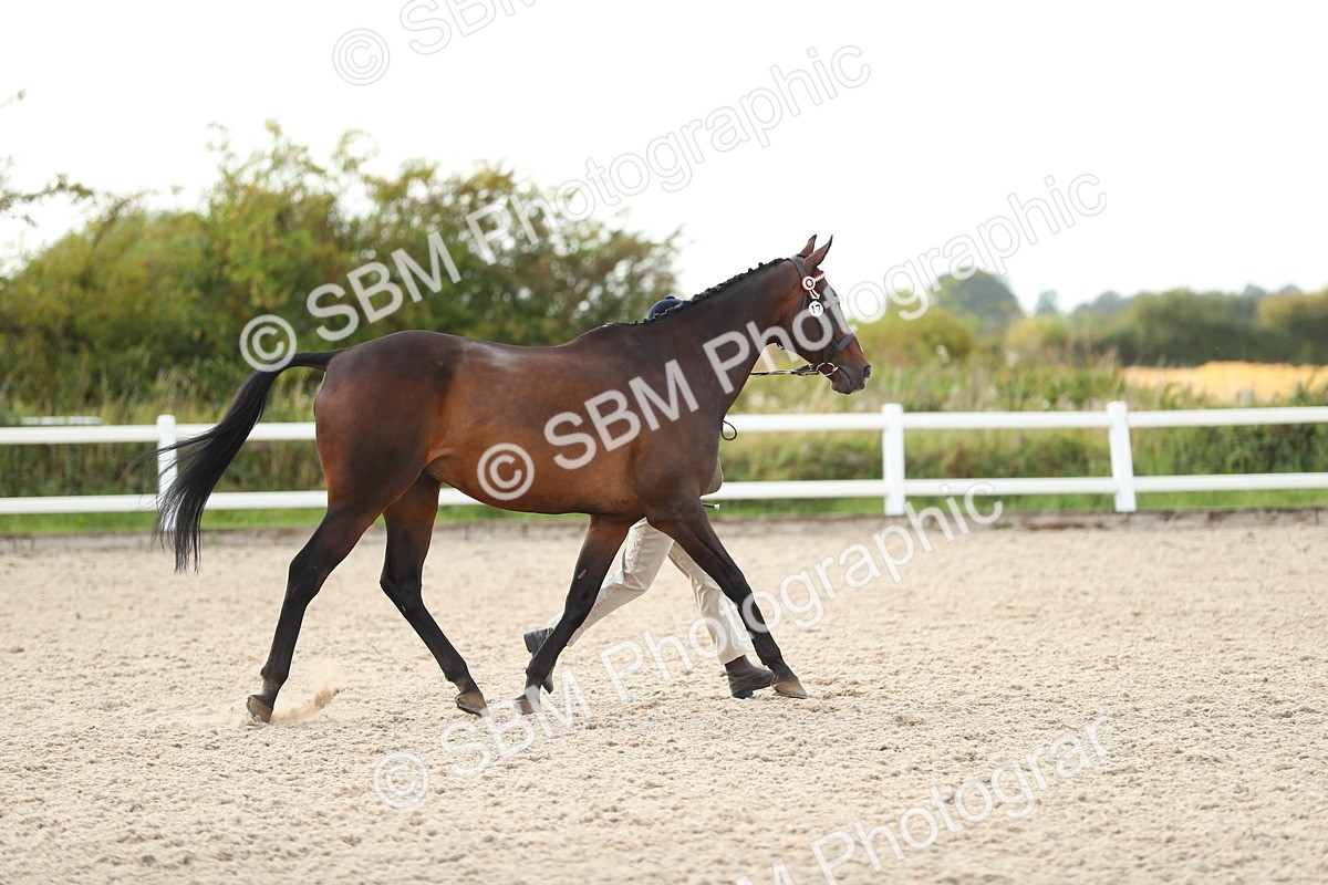 SBM_08527 - Class 28 - IH Veteran Horse