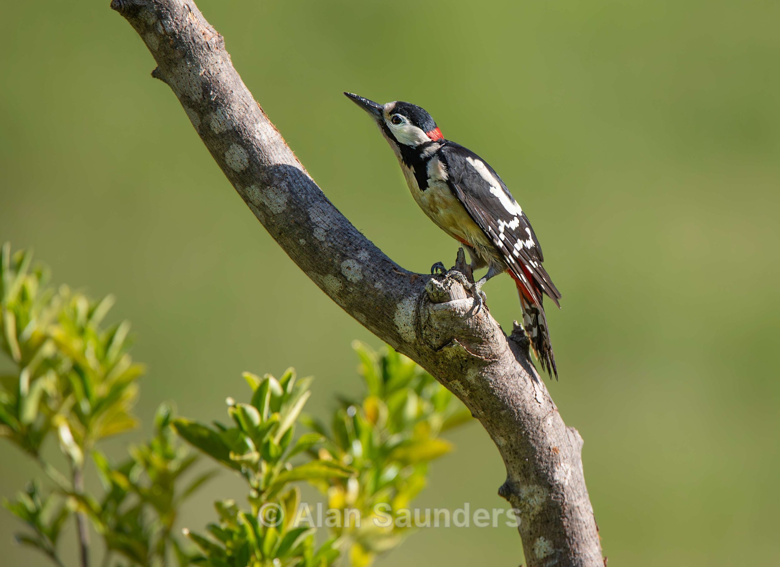 Great Spotted Woodpecker 1