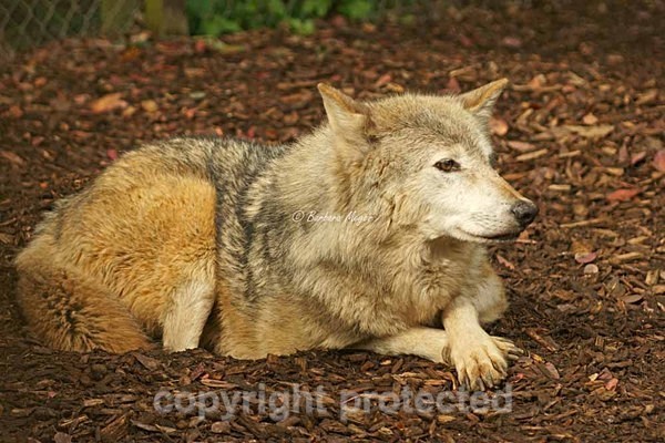 Grey Wolf - Missoula with crossed paws (Colchester Zoo) - Smaller Cats & Other Wildlife - Wolves