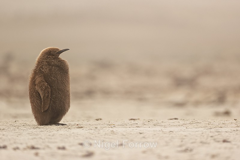 Sleepy King Penguin chick, Saunders Island, Falklands - King Penguin