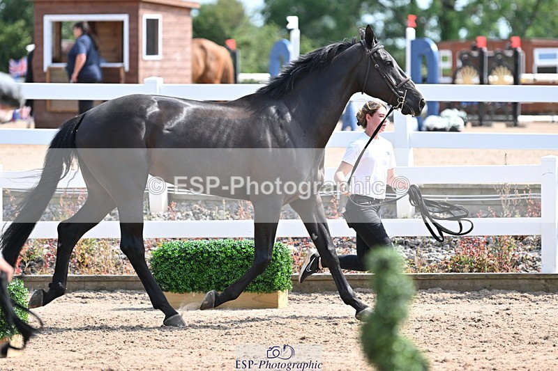 240717A-153959-02963 - Trot Up 3pm to 4pm