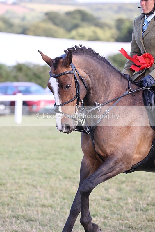 JPP_3742 - Working Hunter Championship
