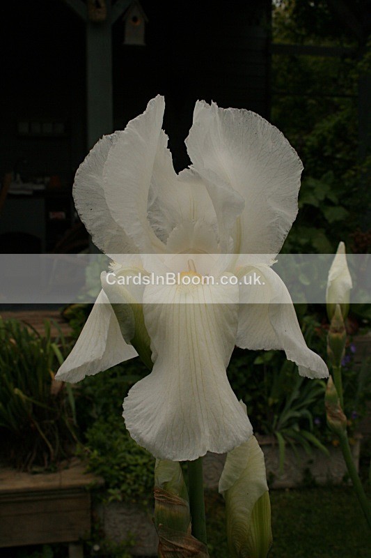 Iris 1071 - IRISES