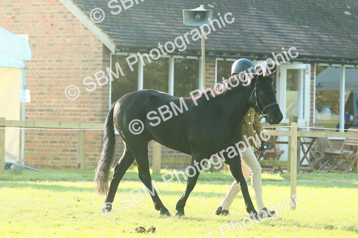 SBM_57347 - S37 - Starters In Hand Showing