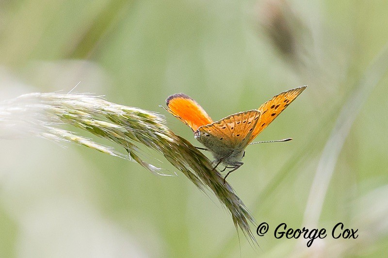 scarce copper pyrenees