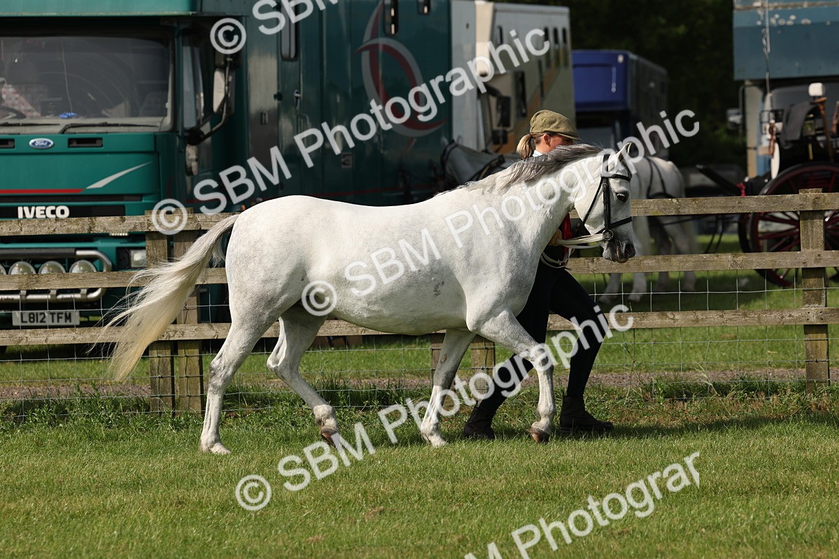 SBM_00798 - Class 6-13 - Mountatin and Moorland In Hand Welsh Breeds