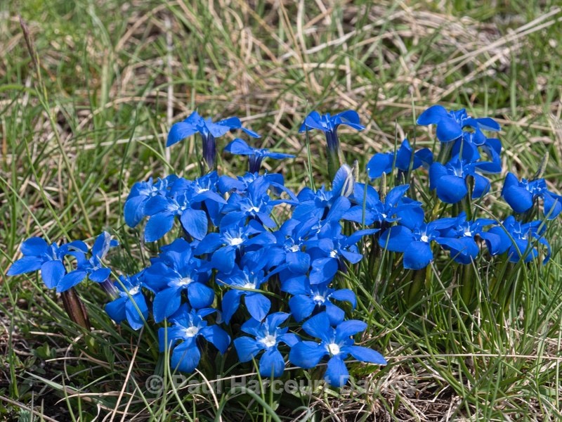 Spring gentian (Gentiana verna) - Flower Portraits