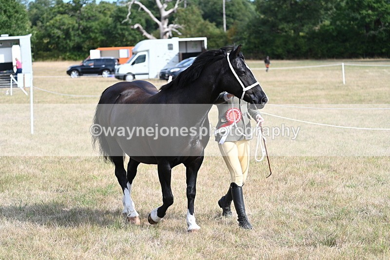 WJ7_8041 - In-hand Championship