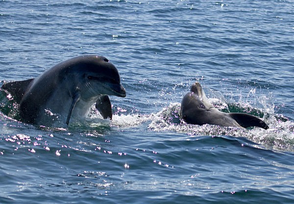 Common Bottlenose Dolphin, Isle of Mull - ISLE OF MULL WILDLIFE, Wildlife images from the Inner Hebrides