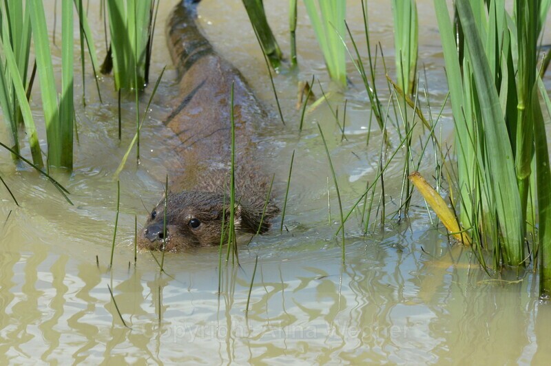 Otter_Swimming - British Wildlife