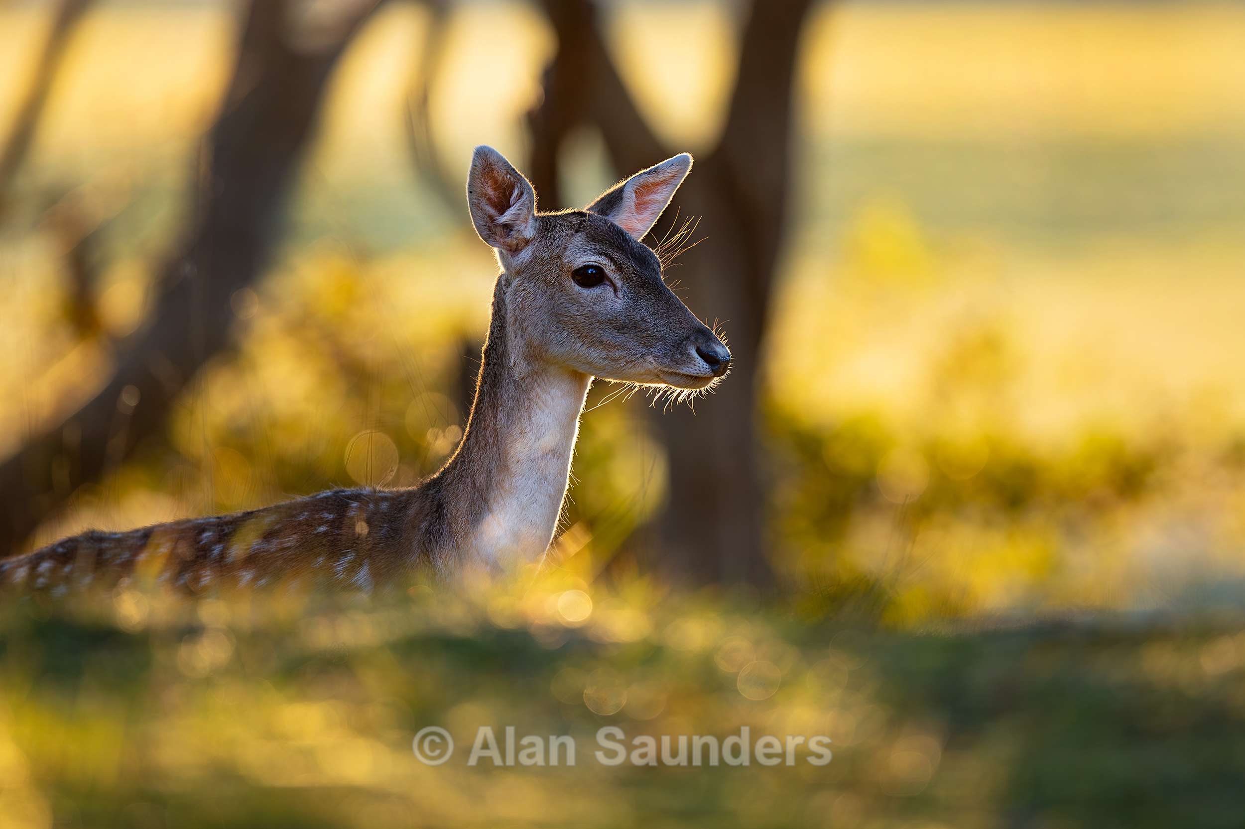 Roe Deer