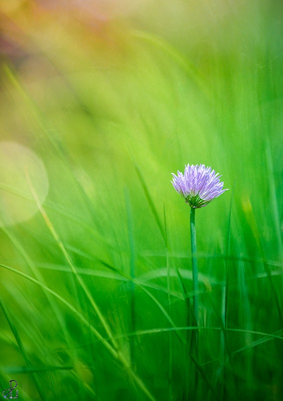 Flower photography by Diana Uzun