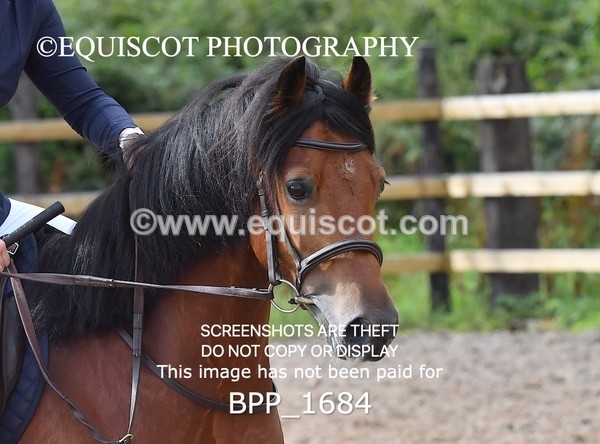 BPP_1684 - DERBY CLASS 4 - 50CM