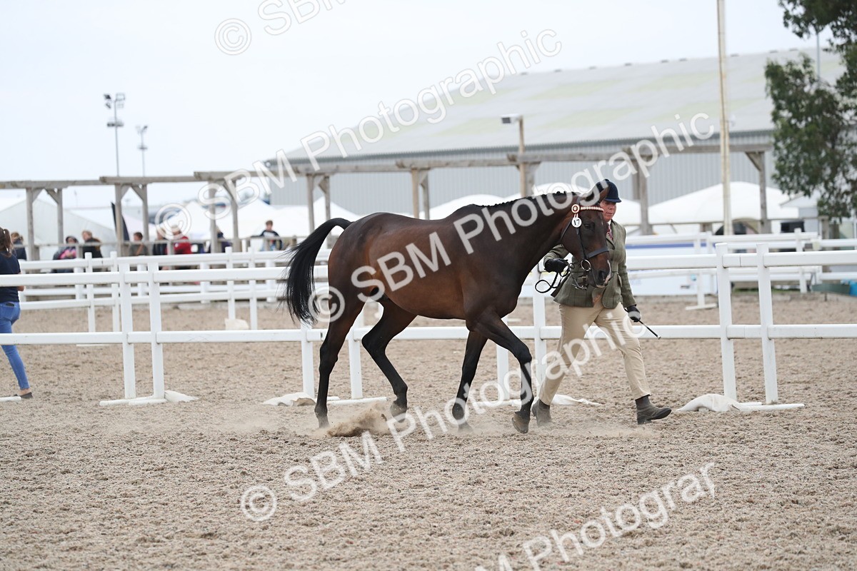 SBM_17883 - Class 317 IH Pure bred Horse/Pony