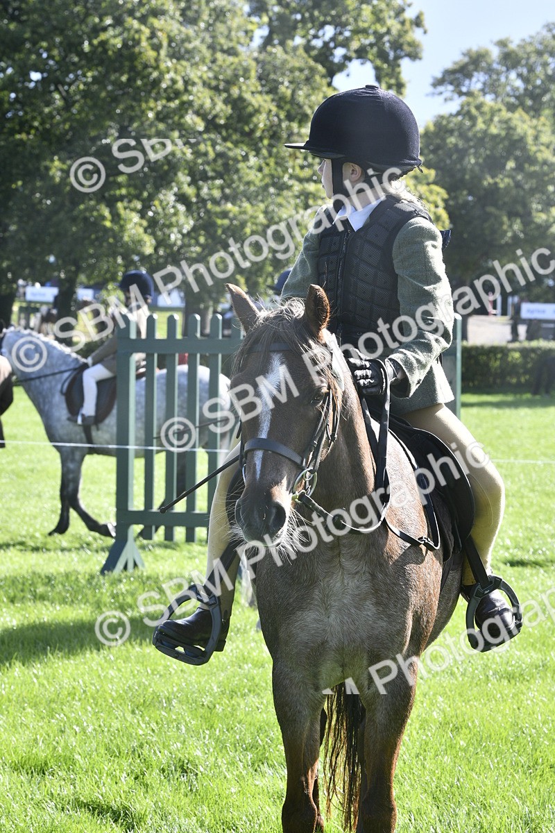 SBM_37230 - S31 - Novice & Newcomer Working Hunter Pony