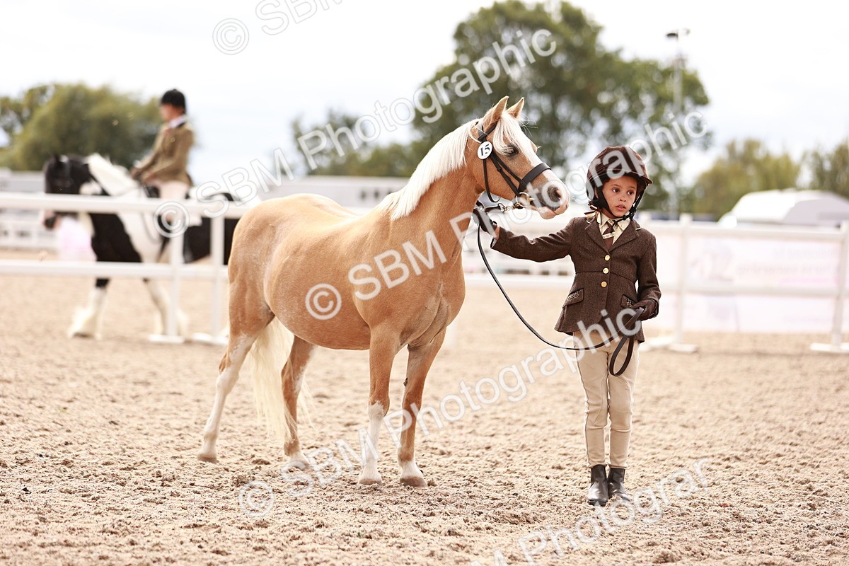 SBM_18257 - Class 416 - Prettiest Mare (IH or Ridden)Jnr
