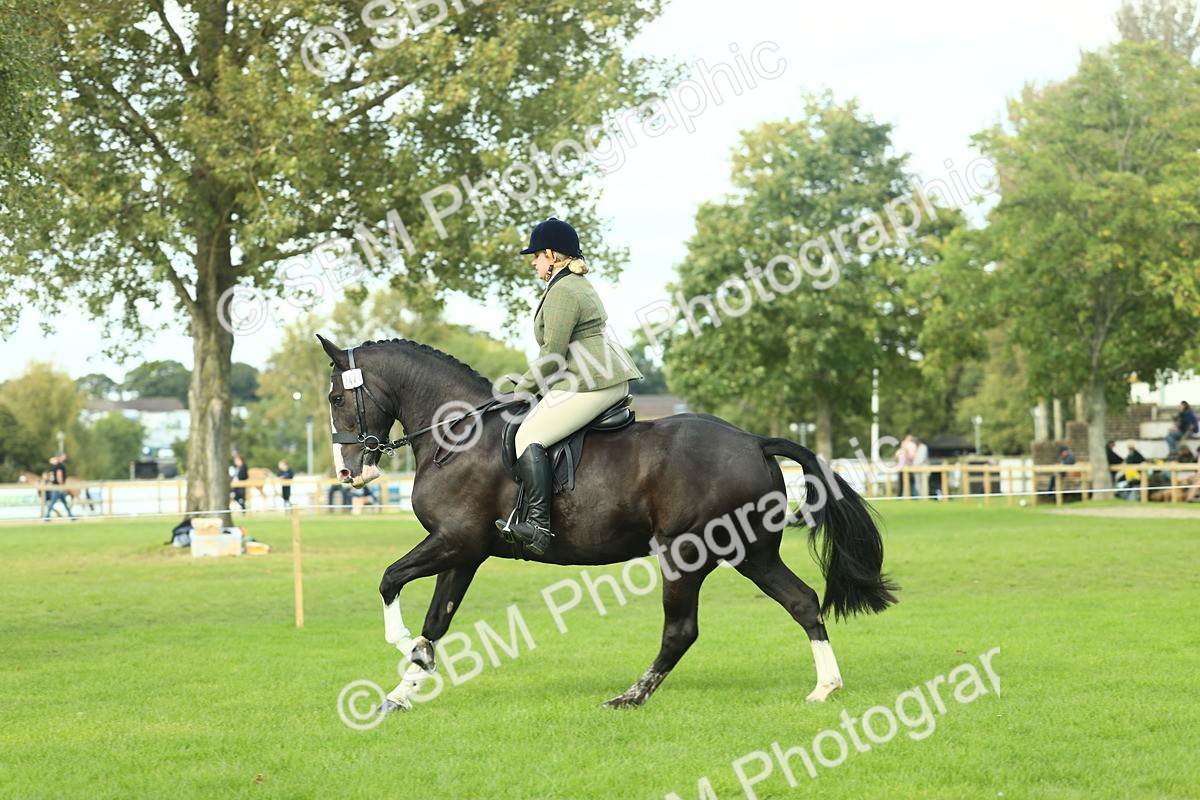 SBM_50693 - S33 - Working Hunter & Working Show Horse