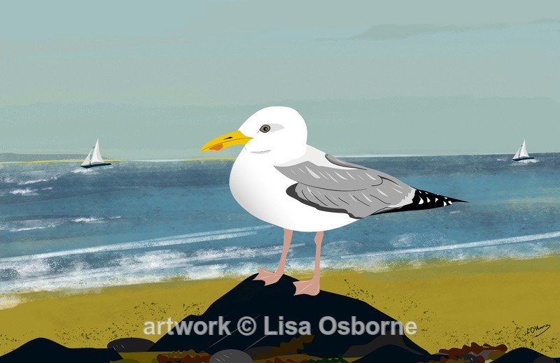 Gull on the beach - Birds