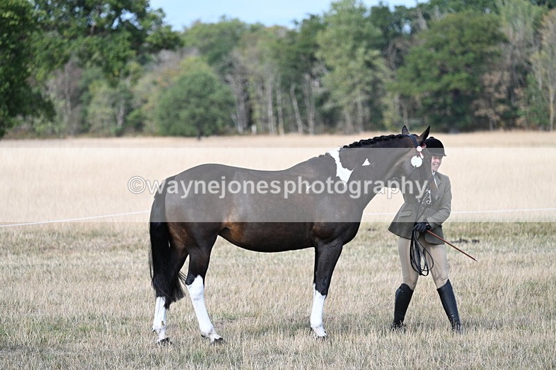 WJ7_8275 - In-hand Championship