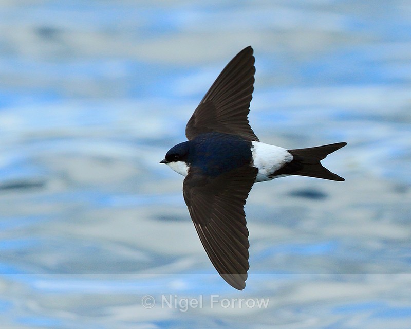 House Martin flying low over the water at Farmoor Reservoir - House Martin
