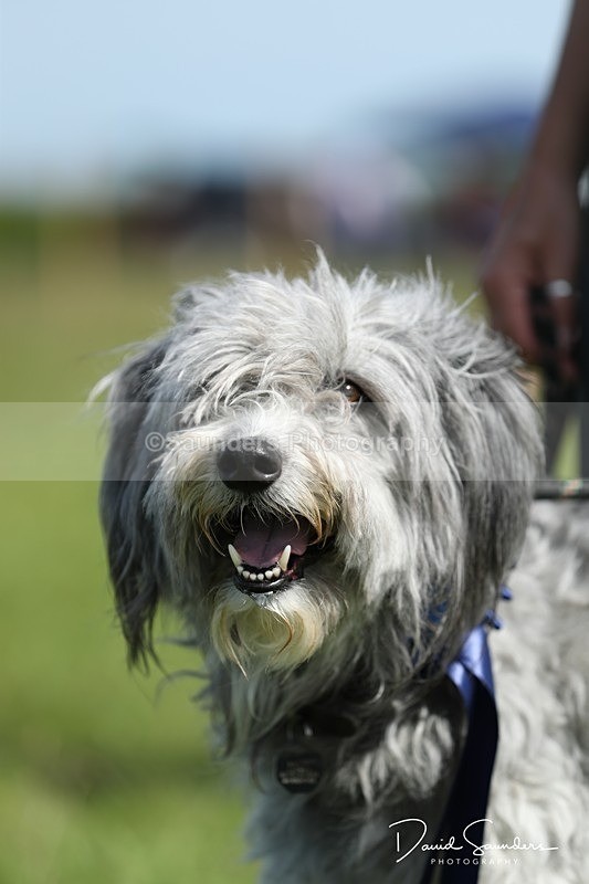 SPXX0576 - Dog show