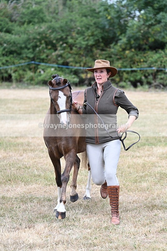 WJ7_1529 - Class 4 Prettiest Mare up to 14.2hh in hand