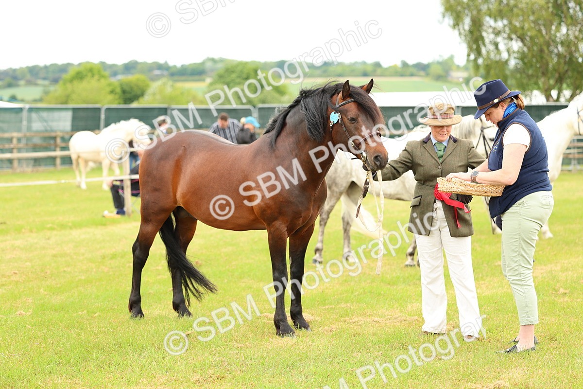 SBM_04233 - Class 64-67 - Shetland Pony In Hand