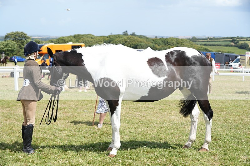 DSC07111 - Class 61: Coloured Horse 4yrs & Over